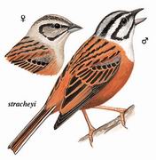 淡灰眉岩鹀 Rock Bunting