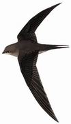 棕雨燕 Asian Palm swift