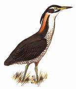 海南鳽 White-eared Night Heron