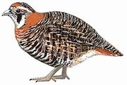 高原山鹑 Tibetan Partridge