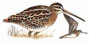 大沙锥 Swinhoe's Snipe