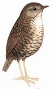 长尾鹩鹛 Long-tailed Wren-Babbler