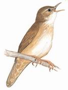 鸲蝗莺 Savi's Warbler