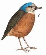 蓝枕八色鸫 Blue-naped Pitta