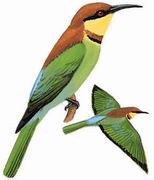 栗头蜂虎 Chestnut-headed Bee-eater