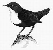 河乌 White-throated Dipper