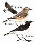 白顶鵖 Pied Wheatear