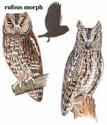 西红角鸮 Eurasian Scops Owl