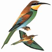 黄喉蜂虎 European Bee-eater