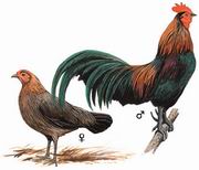 红原鸡 Red Junglefowl