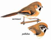 金色鸦雀 Golden Parrotbill