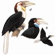 花冠皱盔犀鸟 Wreathed Hornbill