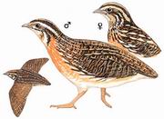 鹌鹑 Common Quail