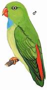 短尾鹦鹉 Vernal Hanging-Parrot