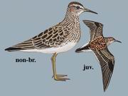 斑胸滨鹬 Pectoral Sandpiper