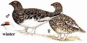 岩雷鸟 Rock Ptarmigan