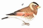赤翅沙雀 Crimson-winged Finch