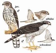 苍鹰 Northern Goshawk