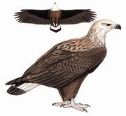 玉带海雕 Pallas's Sea-Eagle