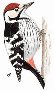 白背啄木鸟 White-backed Woodpecker