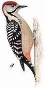 茶胸斑啄木鸟 Fulvous-breasted Woodpecker