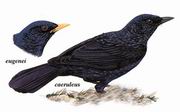 紫啸鸫 Blue Whistling-Thrush