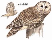 长尾林鸮 Ural Owl