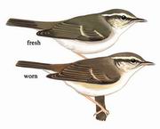 淡脚柳莺 Pale-legged Warbler