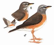 白眉鸫 Eyebrowed Thrush