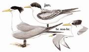 大凤头燕鸥 Greater Crested Tern