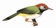 黑喉缝叶莺 Dark-necked Tailorbird