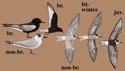 白翅浮鸥 White-winged Tern