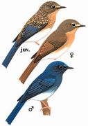 海南蓝仙鹟 Hainan Blue-Flycatcher