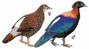 绿尾虹雉 Chinese Monal Pheasant