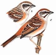 栗斑腹鹀 Rufous-backed Bunting