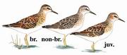 长趾滨鹬 Long-toed Stint