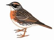 棕胸岩鹨 Rufous-breasted Accentor