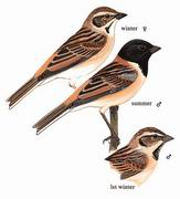 红颈苇鹀 Ochre-rumped Bunting