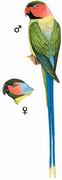 长尾鹦鹉 Long-tailed Parakeet