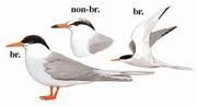 黄嘴河燕鸥 River Tern