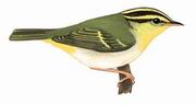 黄胸柳莺 Yellow-vented Warbler