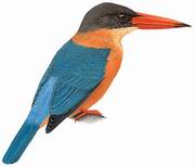 鹳嘴翡翠 Stork-billed Kingfisher