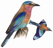 棕胸佛法僧 Indian Roller