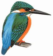 普通翠鸟 Common Kingfisher