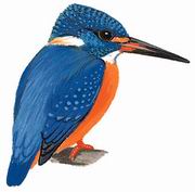 蓝耳翠鸟 Blue-eared Kingfisher