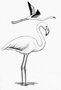 大红鹳 Greater Flamingo