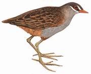 白眉田鸡 White-Browed Crake