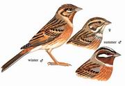 白头鹀 Pine Bunting