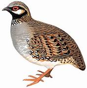 白颊山鹧鸪 White-cheeked Partridge