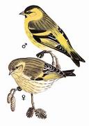 黄雀 Eurasian Siskin